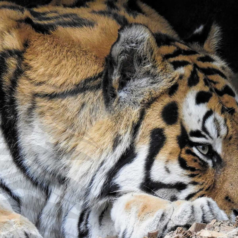 Animal Print