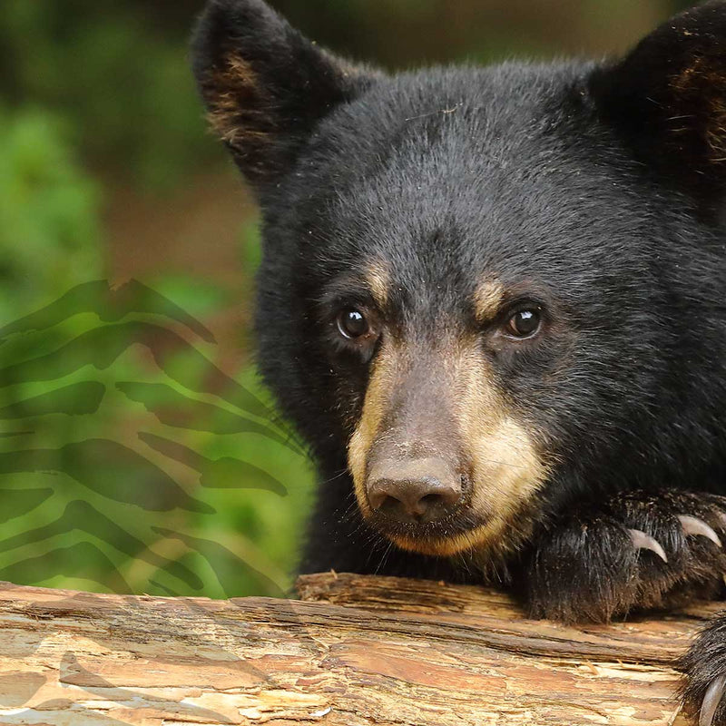 Bear Styles