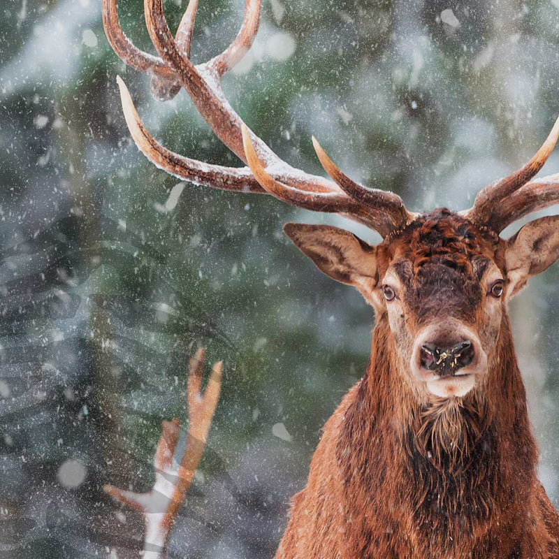 Deer Styles