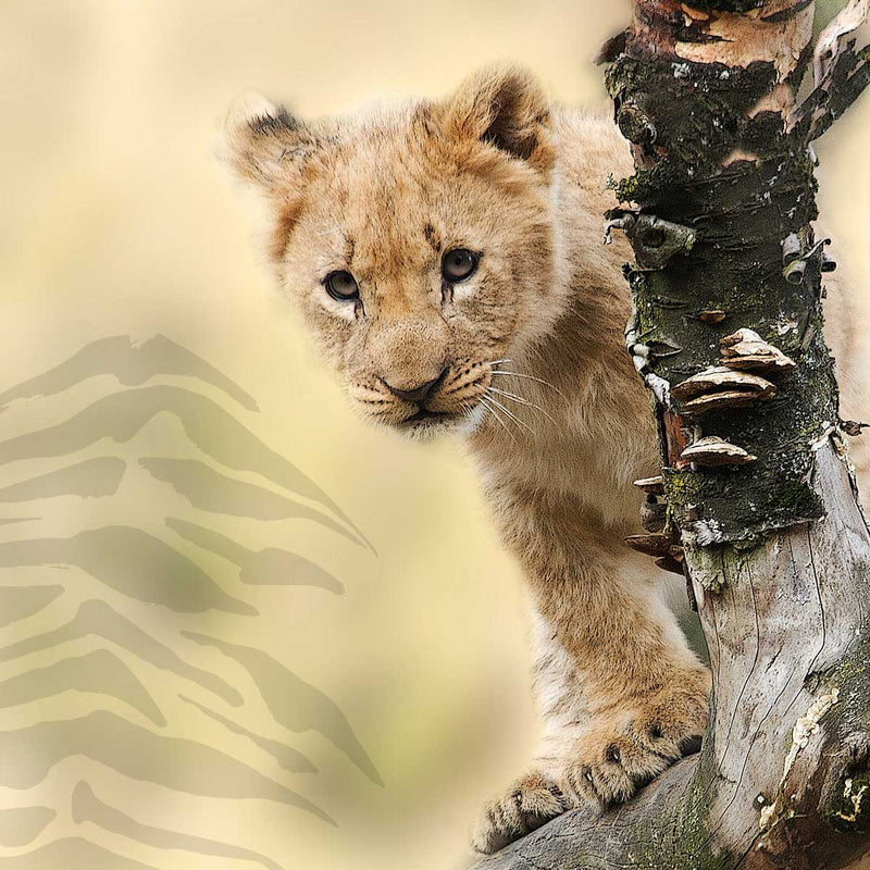 Wildlife Mix