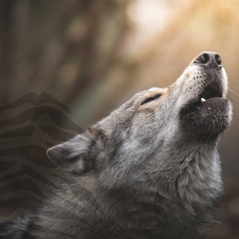 Wolf Styles