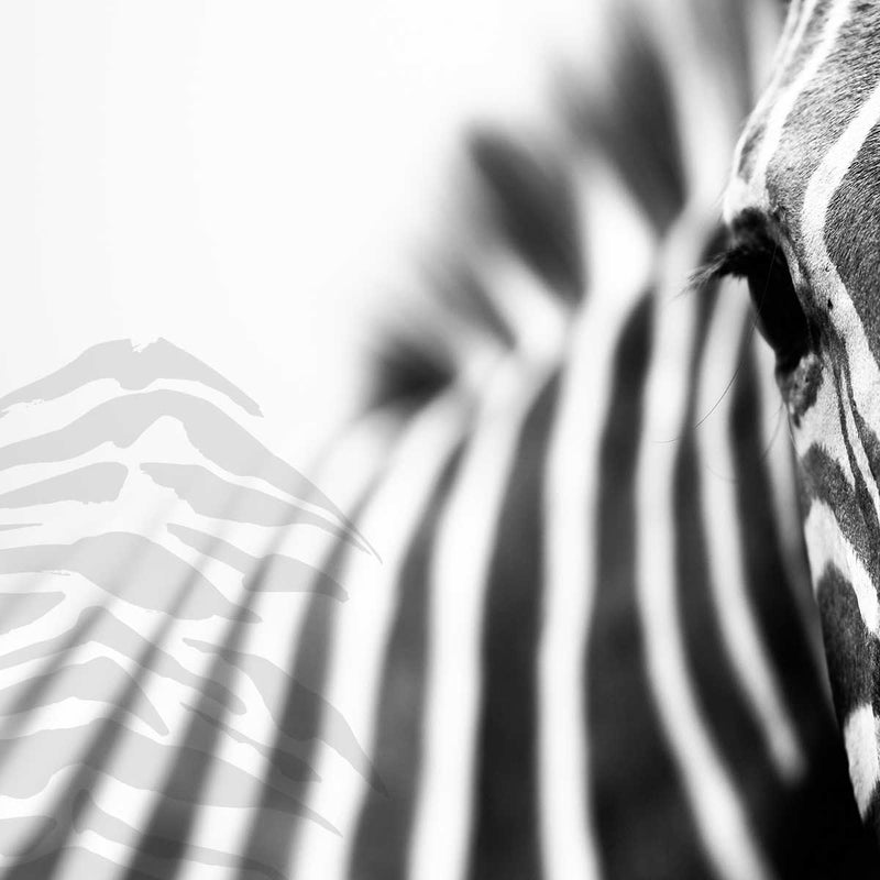 Zebra Style
